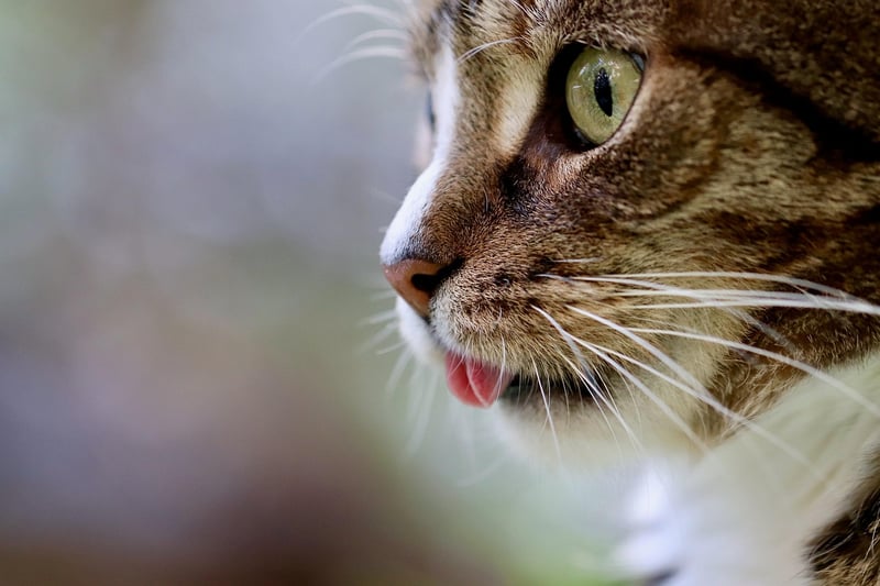 Cat in Hollywood
